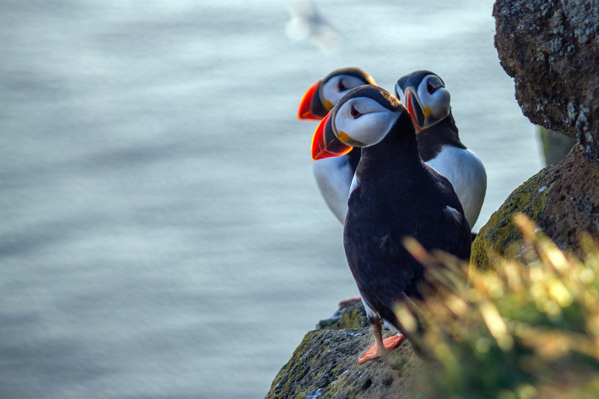 Group of puffins stood on rocky outcrop in Iceland.