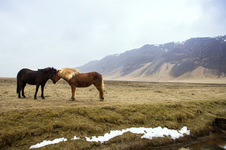 Two Icelandic horses standing in windy Icelandic weather