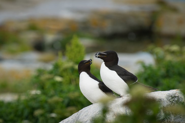 Two birds