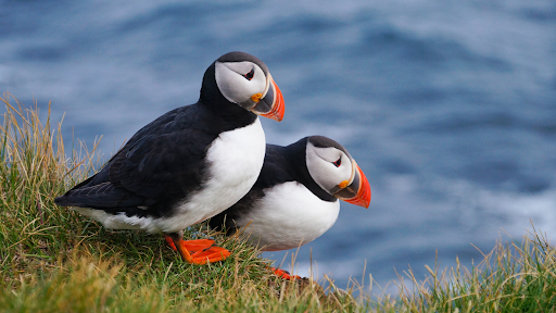 Iceland Puffins in the Snæfellsnes Peninsula.