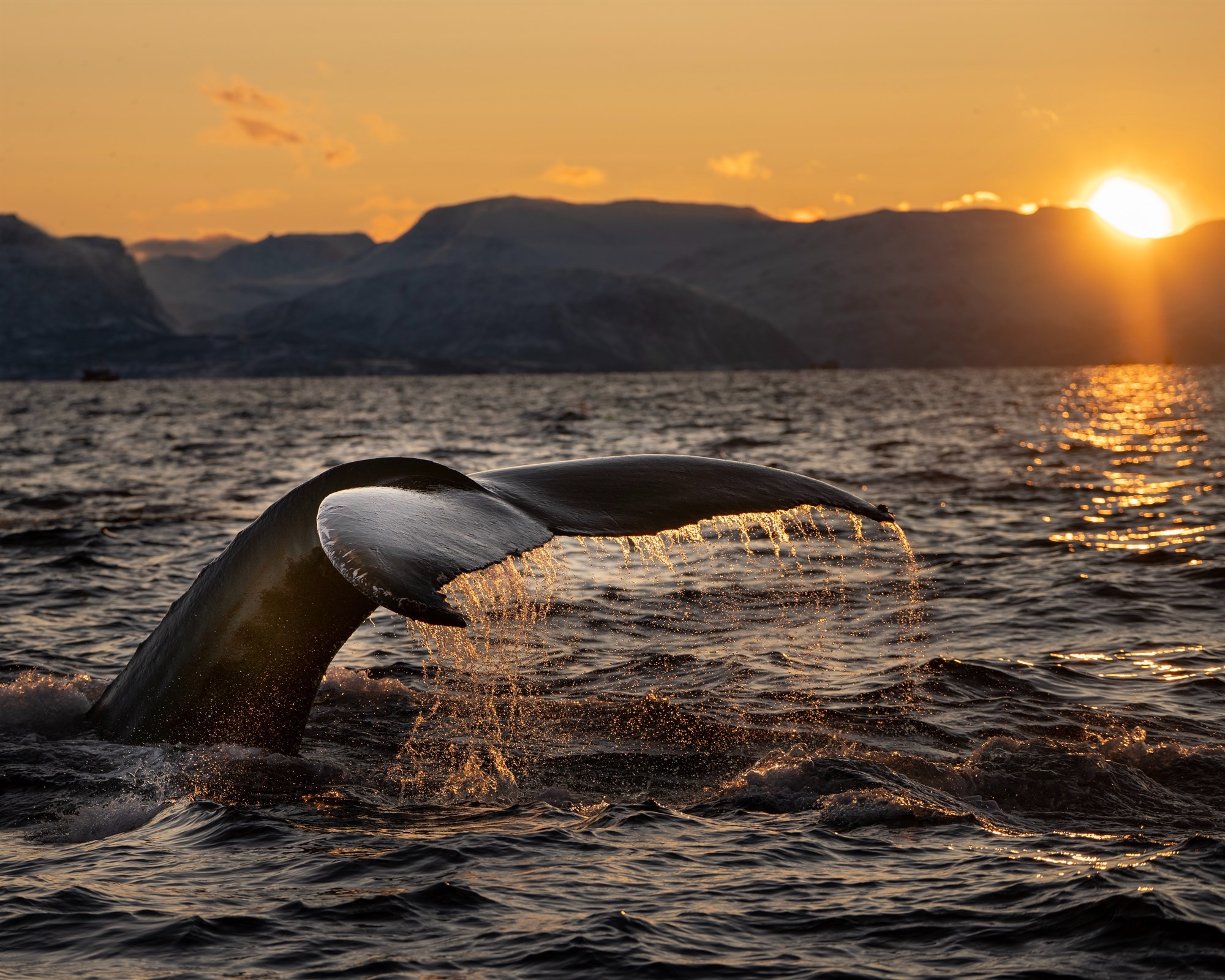 Humpback whale in ocean seen on a whale watching tour from Reykjavik harbour.