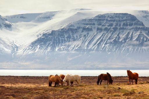 Icelandic horses grazing near a lake with a snowy mountain in the background