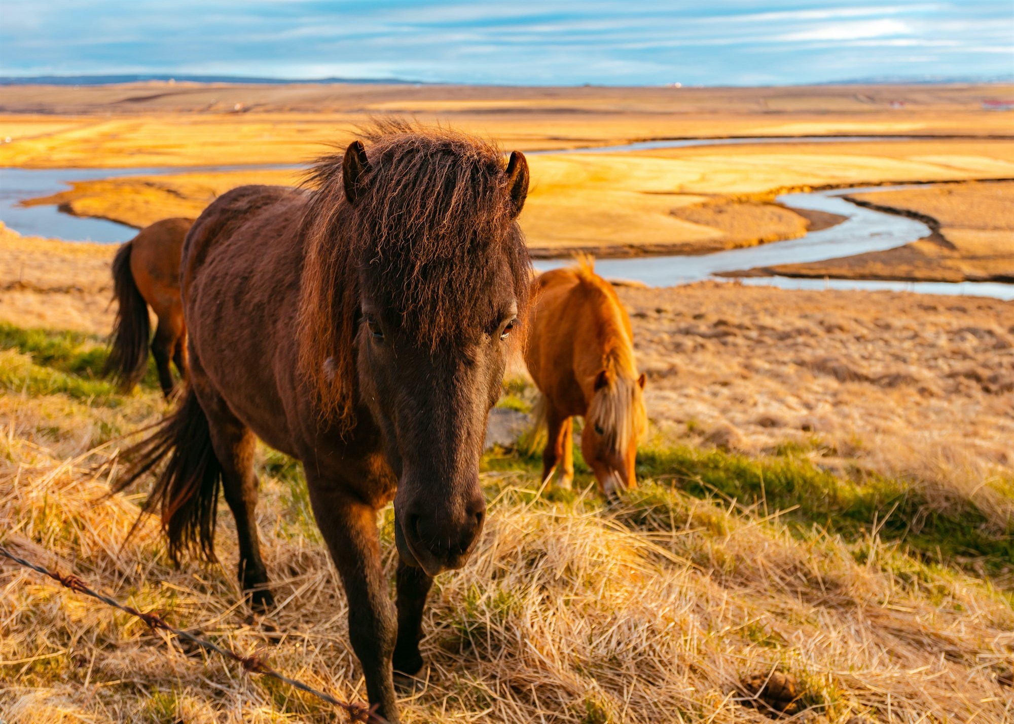 Two Icelandic horses in an Icelandic field