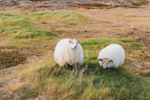 Icelandic sheep grazing on a pasture in Iceland