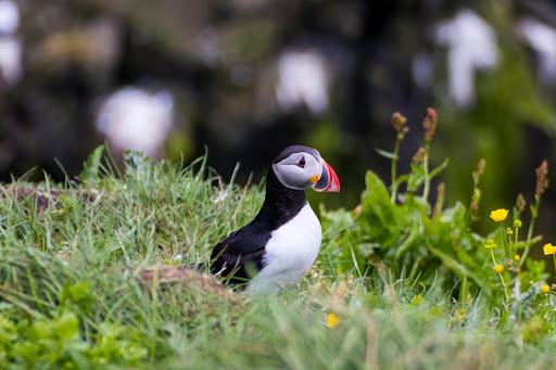 Icelandic puffin spotted in Borgarfjörður Eystri, Iceland