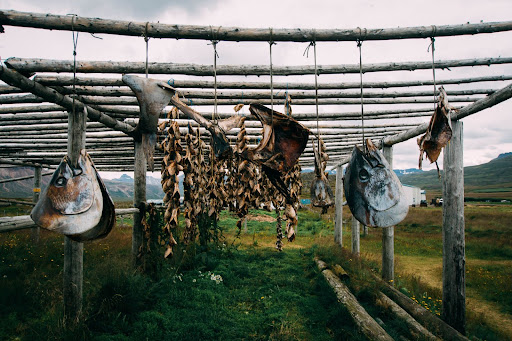 Fish drying in Borgarfjörður Eystri, Iceland