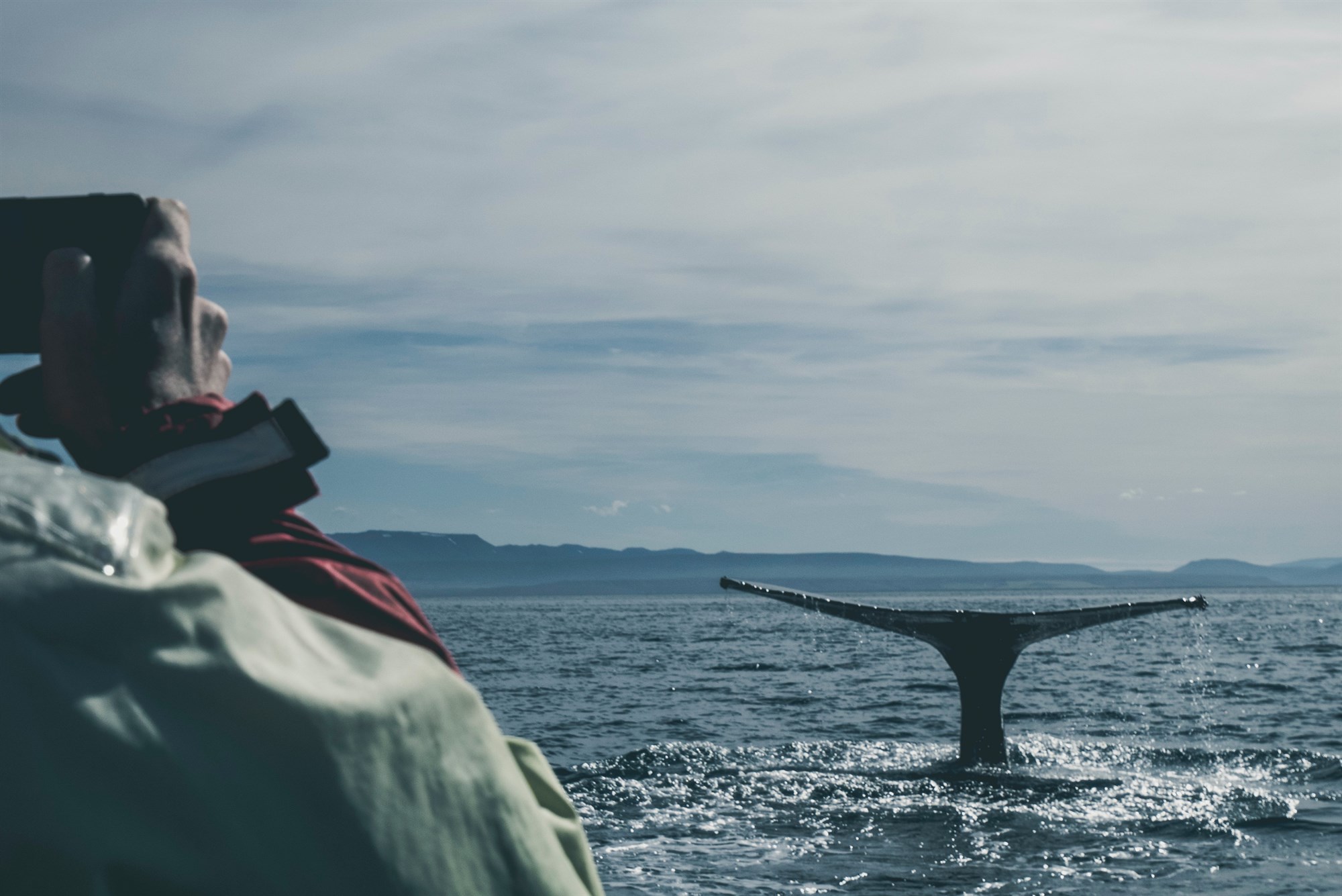 Man photographing a whale on an Iceland boat tour.